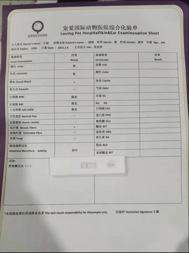 猫咪患ibd慢性肠炎怎么治疗,猫咪肠胃炎之后总是软便怎么调理