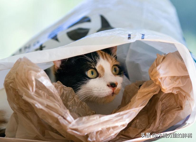 猫咪最近喜欢咬塑料袋是什么原因,猫咪为什么会咬装猫粮的袋子