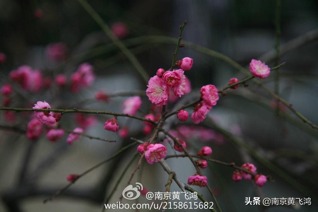 南京梅园梅花什么时候开,南京梅花节花期过后是什么样子的