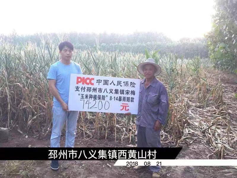 扎扎实实服务乡村振兴战略徐州人保财险创新农险高质量发展纪实