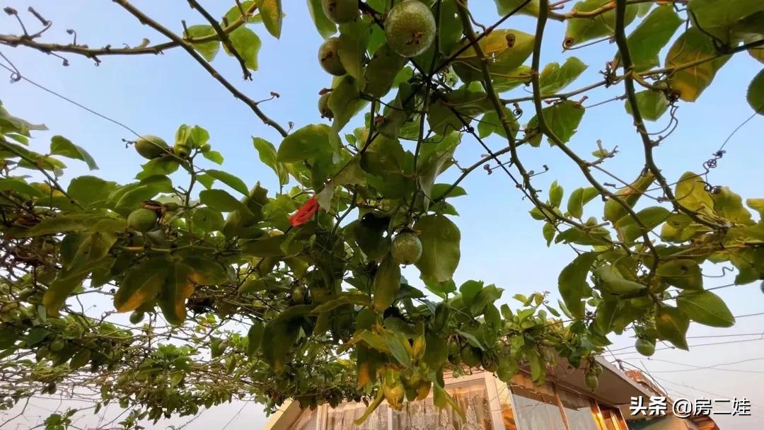 房二娃：MMP，这房子，我不卖了