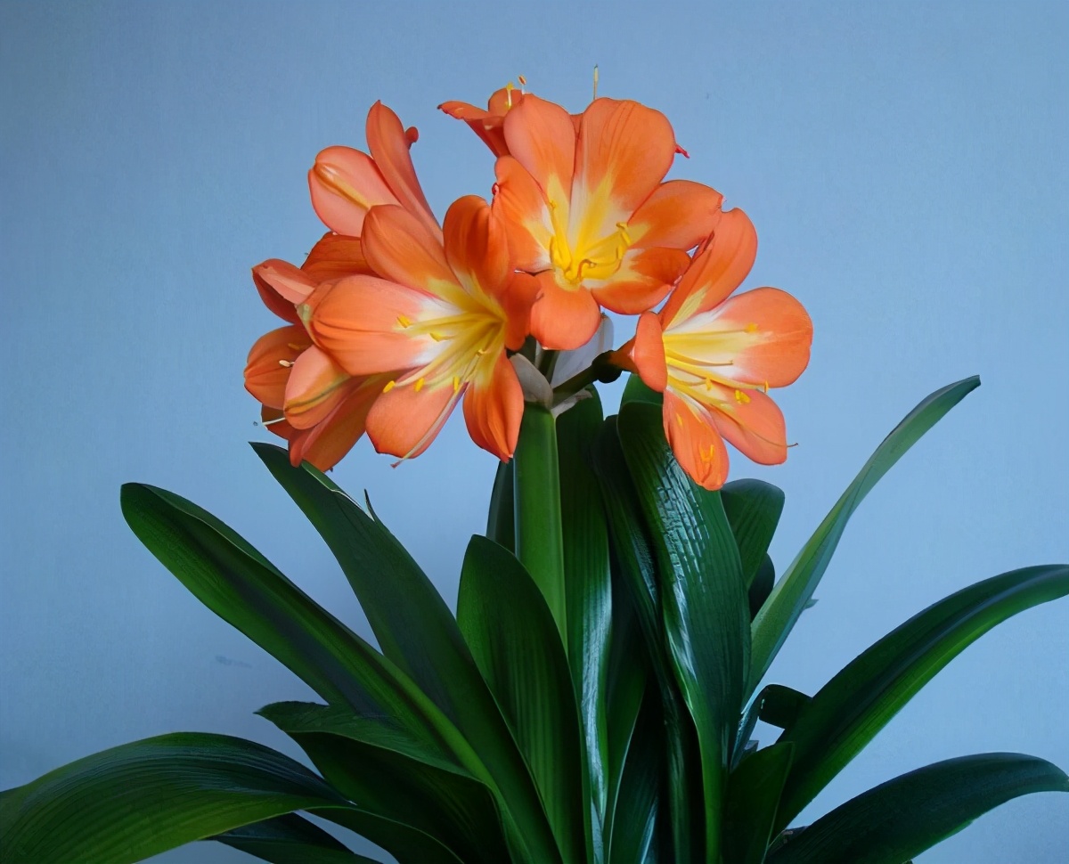 君子兰叶子光了怎么处理,君子兰的叶片蔫蔫的怎么办