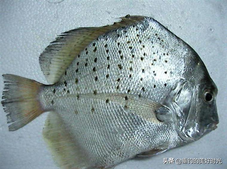 现在的鲳鱼是以前的食人鱼吗,与食人鱼非常相似的鲳鱼