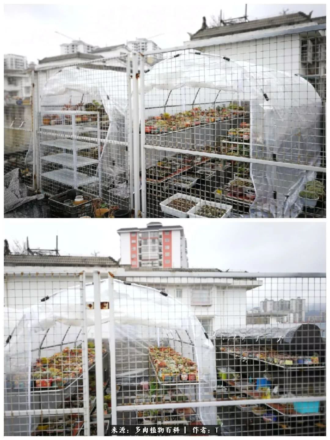 多肉还可以这样玩(上):八年养肉路剪影!