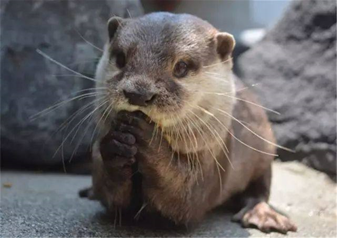 平头哥被眼镜蛇咬,平头哥野外生存被毒蛇咬了