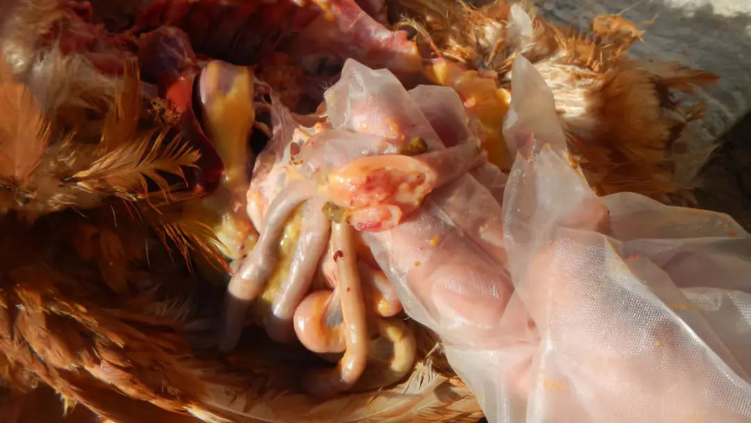 蛋鸡产蛋率上不去原因,为什么蛋鸡抱窝不产蛋