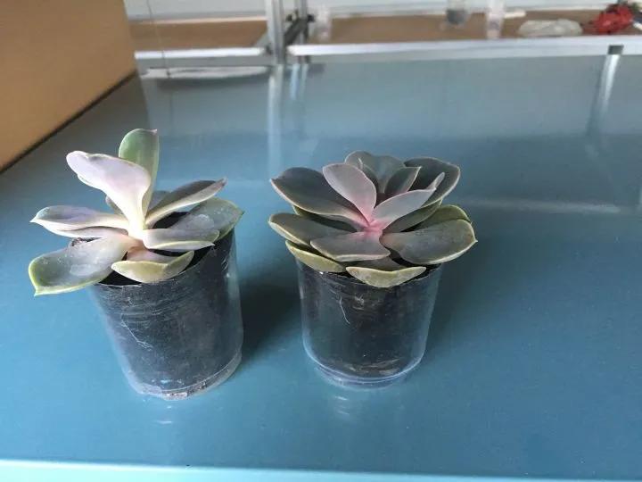 多肉补光灯的使用方法,多肉补光灯怎么串联到一个插座上