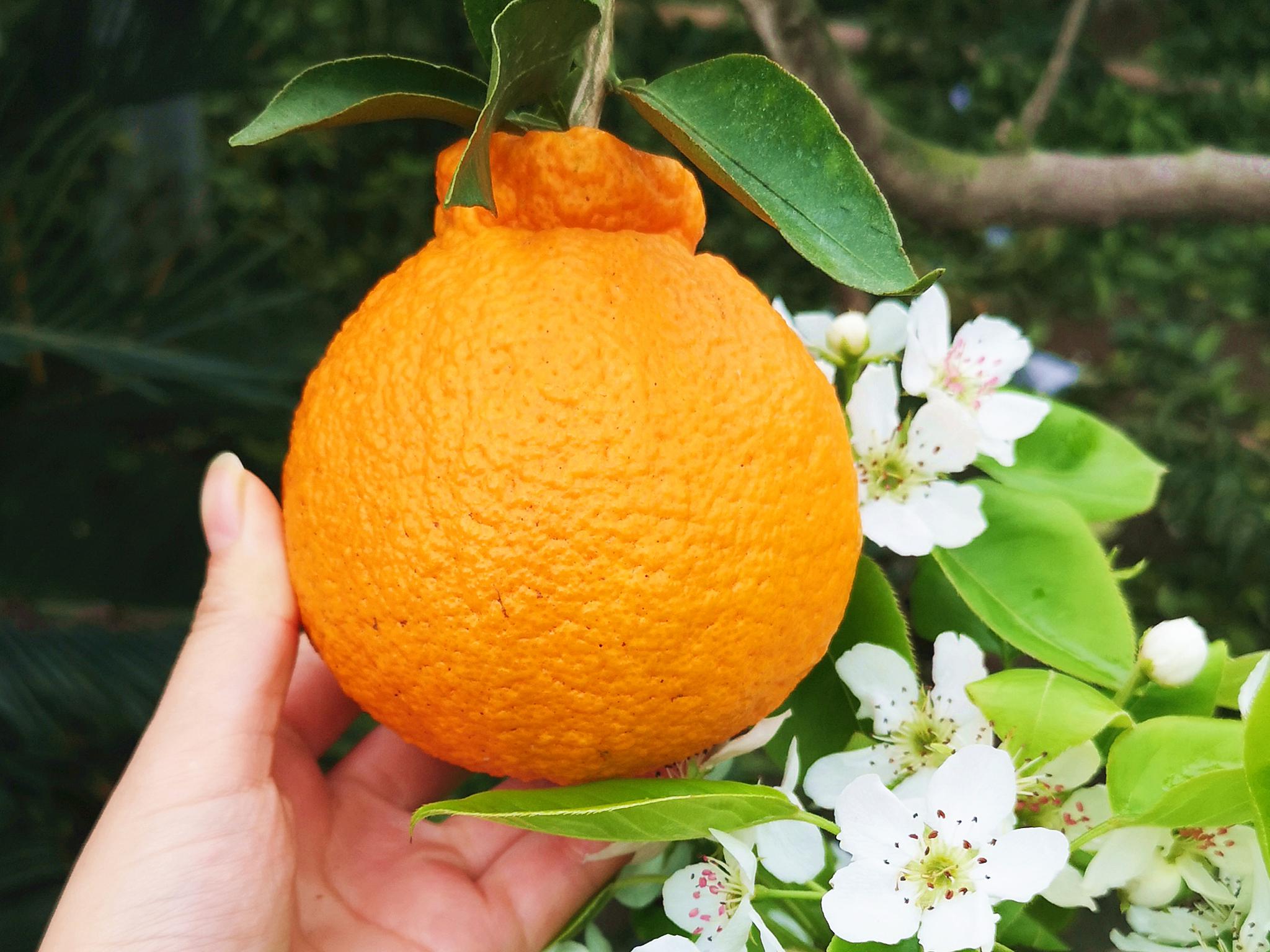 别看它难看，一口就恋爱！够甜够丑够个性的不知火丑柑