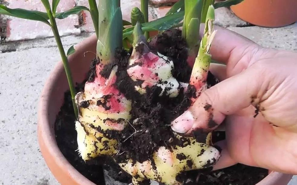 阳台上盆栽姜种图片,阳台花盆种姜怎么种