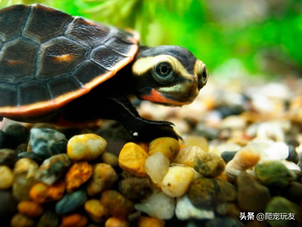 体型小的侧颈龟有哪些,十大外形奇特乌龟