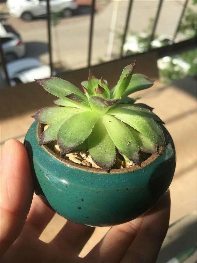 观音莲多肉怎么上盆好看,多肉观音莲叶片下弯