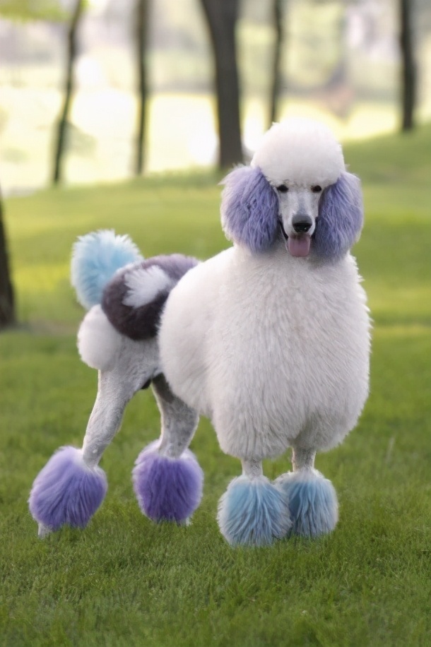 贵宾犬一般性格,贵宾犬的6大优点养一只不吃亏