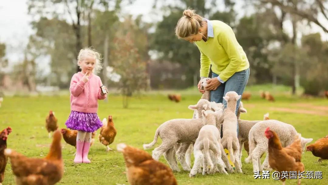 羊驼忧郁症,羊驼抑郁症治疗