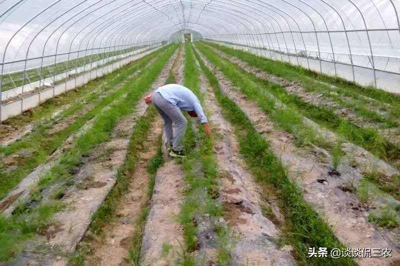 被誉为“蔬菜之王”，种1次收10年，售价8元1斤，为啥种的人少