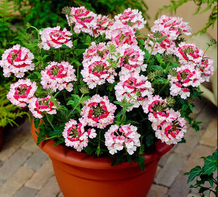 这些花“好看又好养”，不怕高温不怕晒，适合新手夏天养