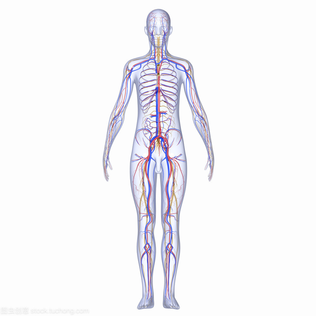 埃及眼镜蛇是什么蛇,埃及大眼镜蛇