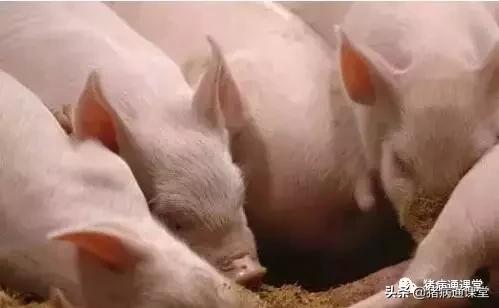 影响种公牛精子质量因素,公猪影响精子质量有什么因素