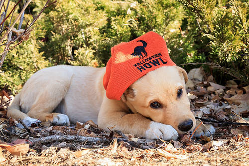 狗狗乱吃咬东西怎么办,怎样训练狗狗不乱吃地上的东西