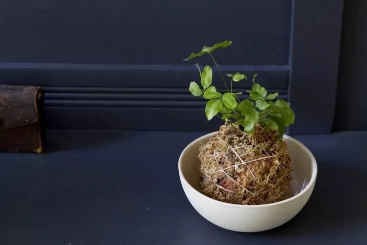 用水苔养花的6大好处，烂根植物轻松救活，枯萎的多肉能重新生根