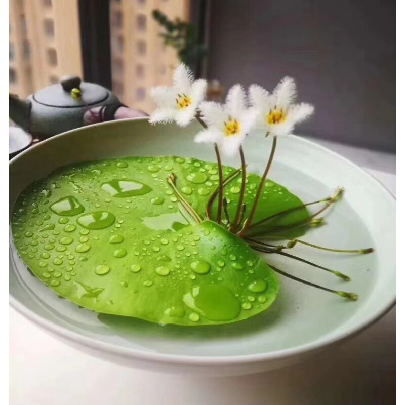 好养的盆栽花卉排名前十,盆栽花比较好养的有哪些