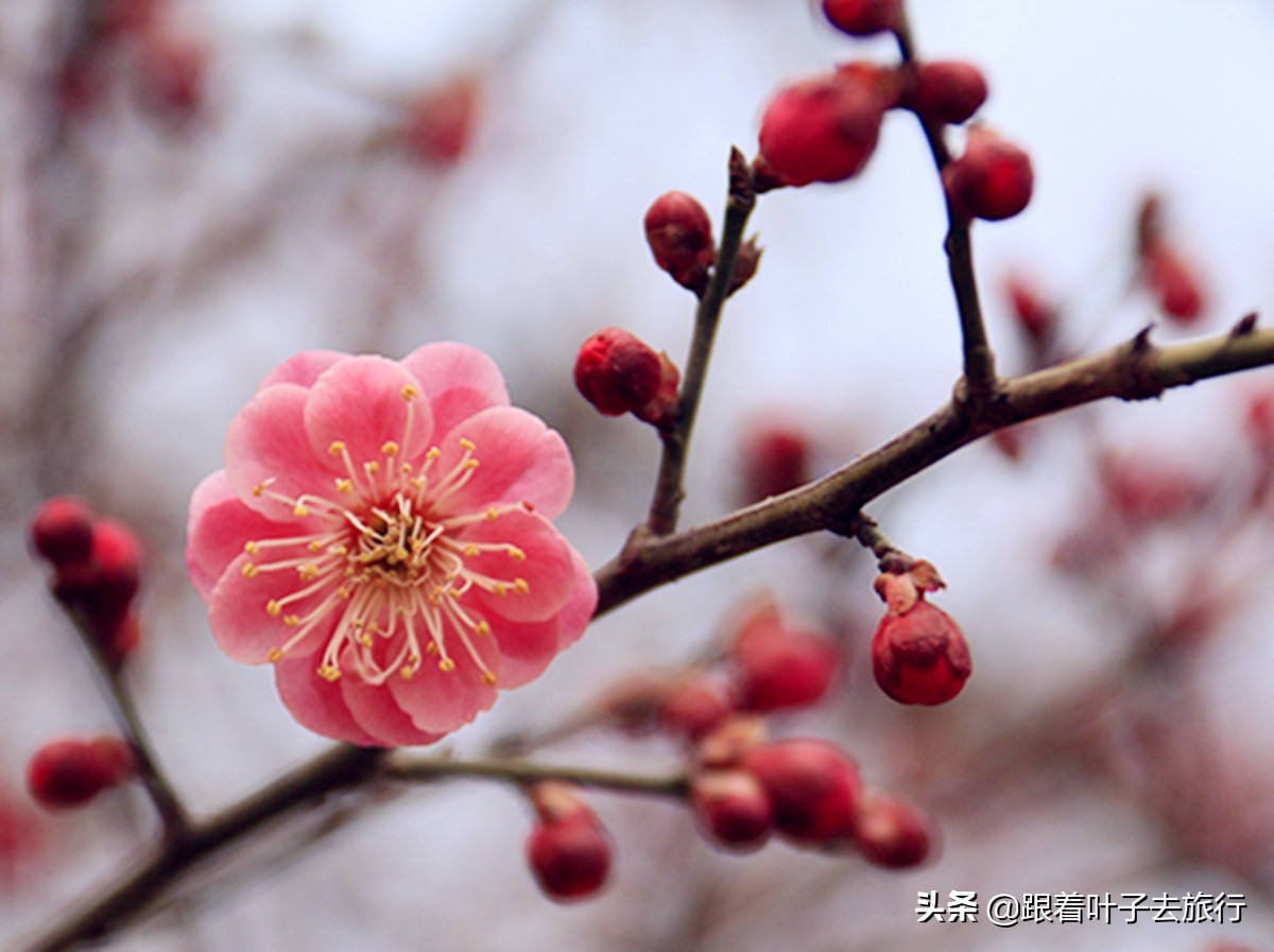 梅花拍摄的方法有哪些特点,冬季如何拍摄耐寒的梅花5个技巧