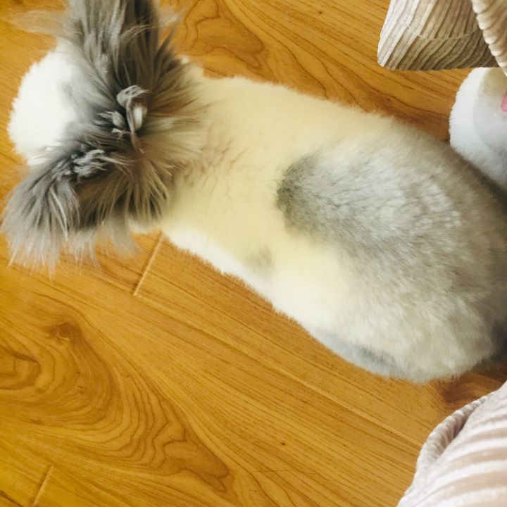 宠物知道主人爱它吗,你的宠物真的爱你吗