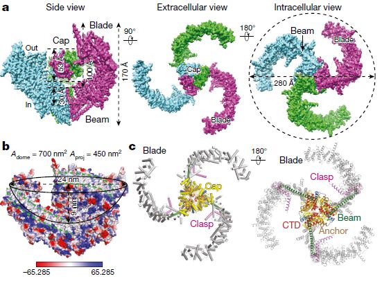 冷冻电镜最新研究,冷冻电镜研究成果涌现