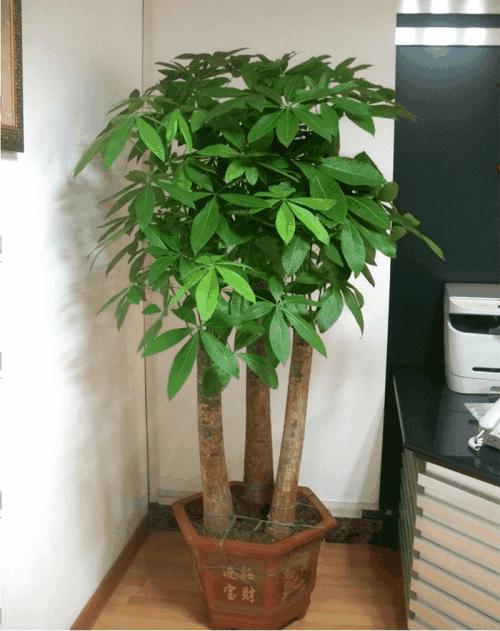 发财树干枯要不要扔掉,发财树枯萎的叶子要摘了吗