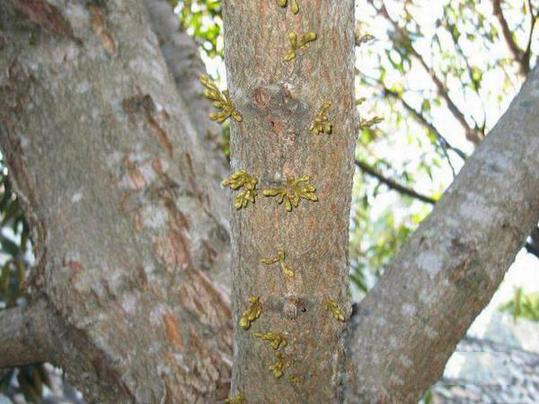 榴莲千层的秘密,关于榴莲的秘密榴莲为什么这么香