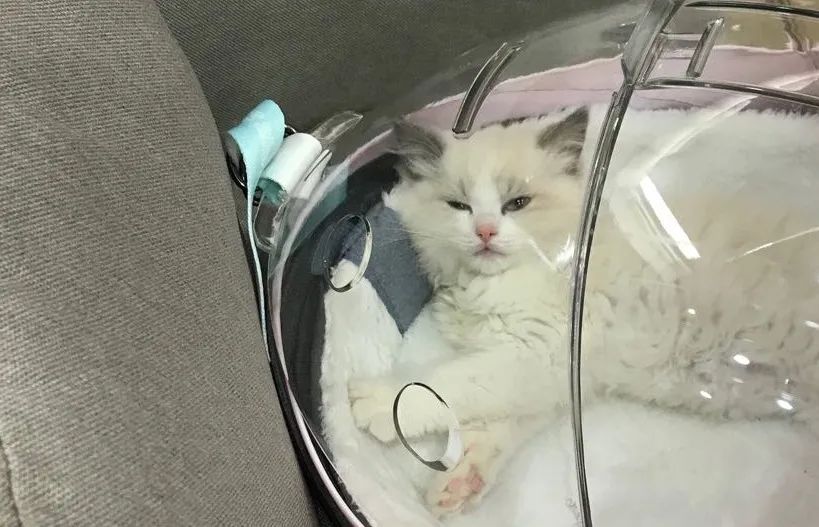 到底该不该全切双眼皮,怎么判断自己该不该割双眼皮