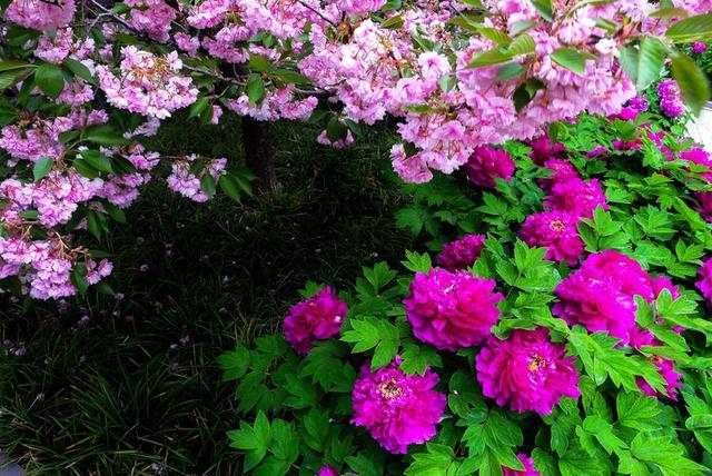 洛阳牡丹花摄影,中国牡丹花开摄影