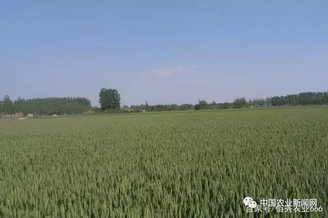 未来5年最吃香的种植业,种植业种植什么前景好