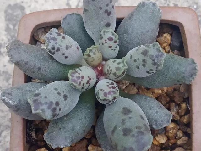 养了8年的多肉海豹,曾经的小海豹