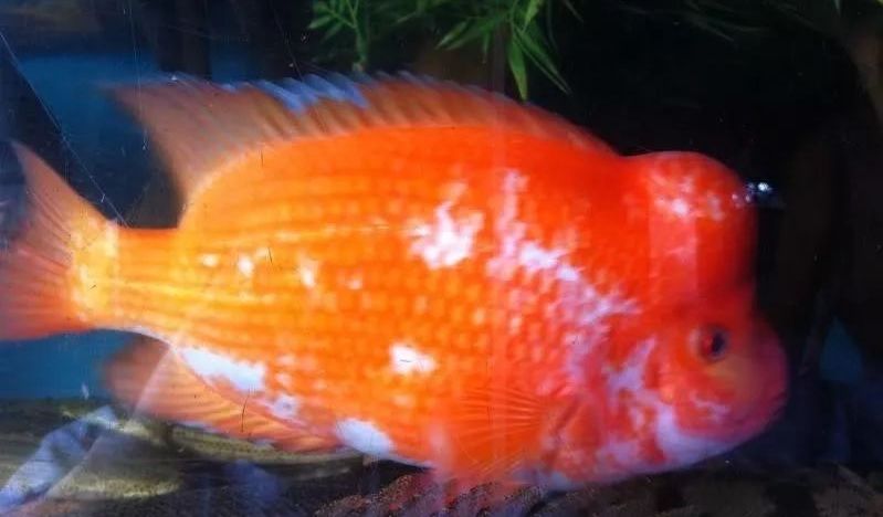 南美慈鲷,慈鲷有黑色的吗