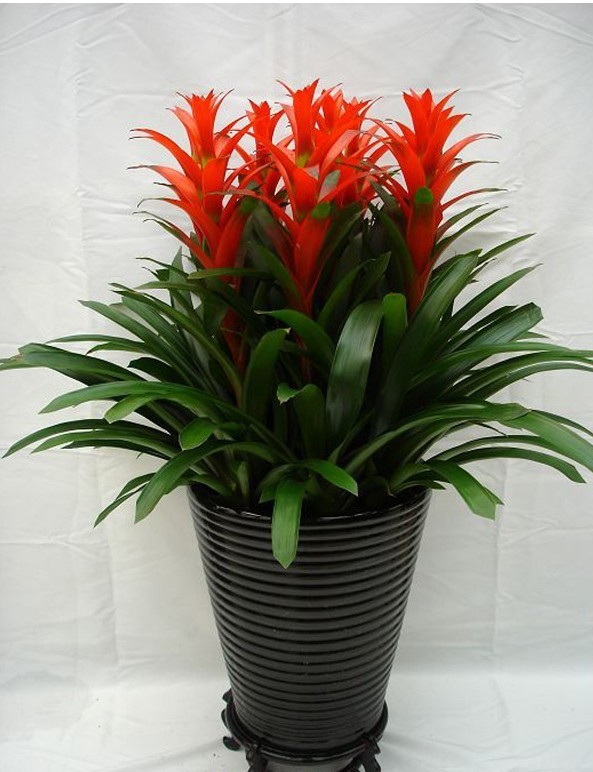 人养花一时养人一生,人养花同时花也养人