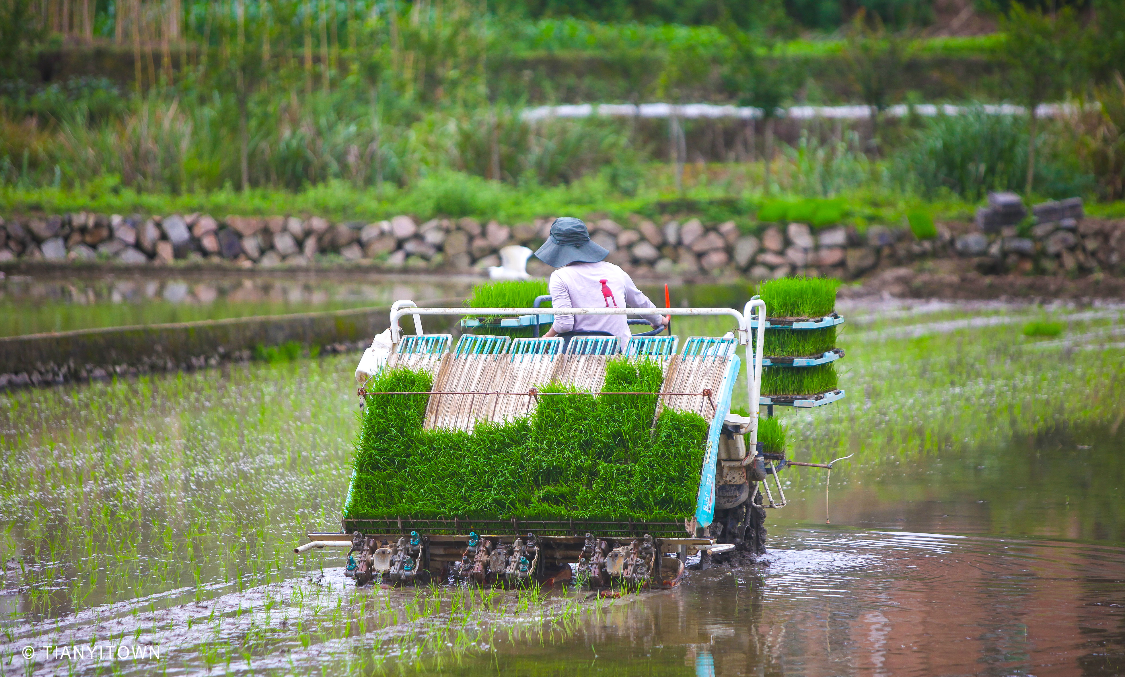 芒种时节播种幸福,芒种一个收获的时节