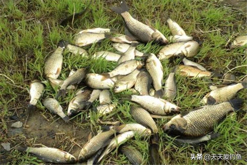 钓鱼调漂技巧：图解调漂的最灵和最钝点，是灵是钝，做到心里有数