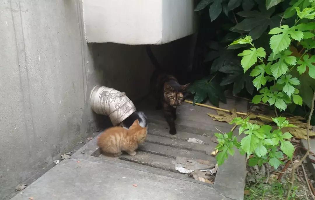 流浪猫在冬天怎么办,流浪猫猫冬天怎么保暖最好