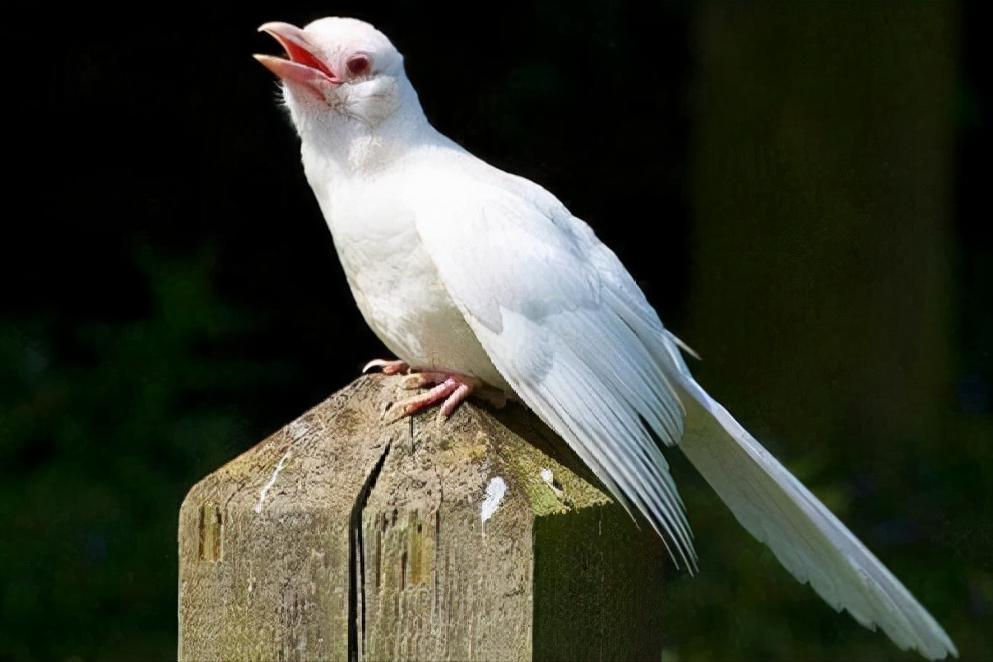 美国发现7条绝迹白化鳄鱼，还没来得及高兴，就被偷盗者偷走卖了