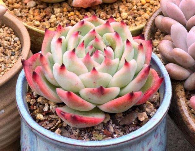 扦插月季要用生根粉泡多久,生根粉兑水扦插月季