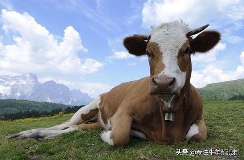 牛光吃不长？你的牛很可能是“僵牛”！发生僵牛了怎么办？