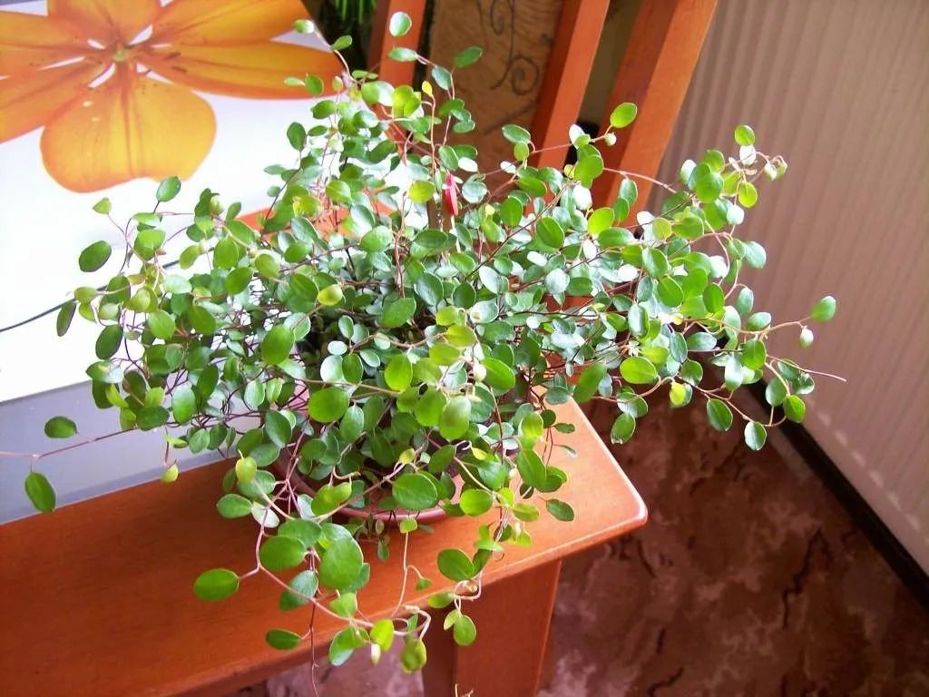 千叶吊兰夏季可以移栽吗,千叶吊兰可以种植在吸水石上吗