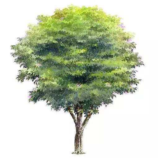十种不同树叶的画法,五种不同树木的画法简单的