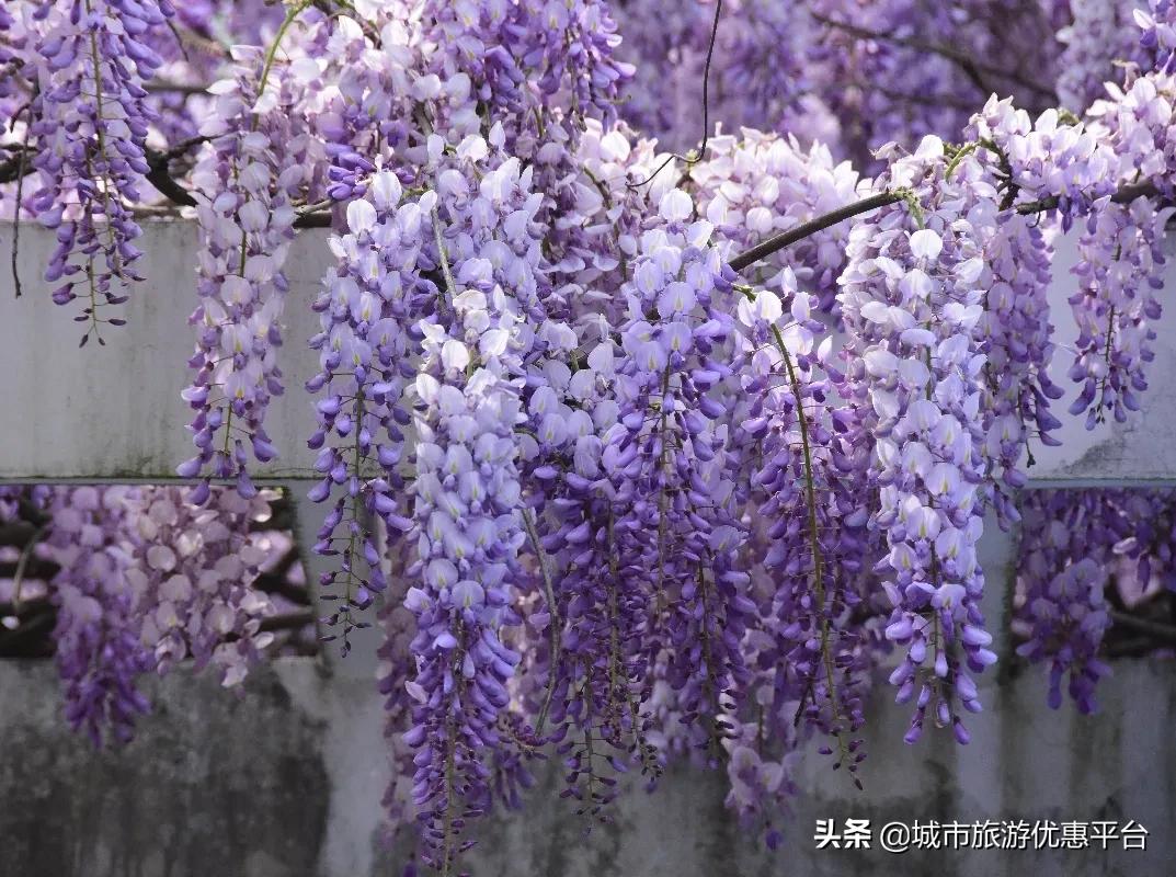紫藤挂云木花蔓宜阳春下一句,紫藤挂云木花蔓宜阳春整首诗