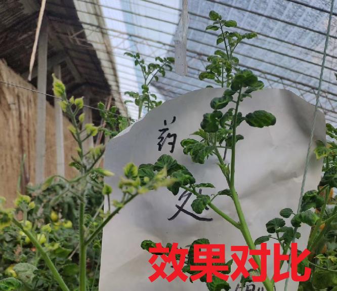 只需一瓶酒的钱，就能轻松治好西红柿黄头