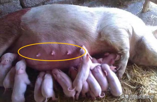 母猪产后胎衣别扔留着有大用处,母猪产完胎衣没有下干净怎么办