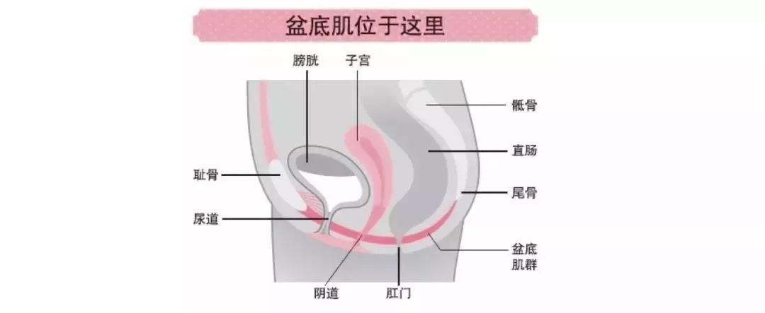产后妈妈要恢复,产后妈妈需要做哪些产后恢复
