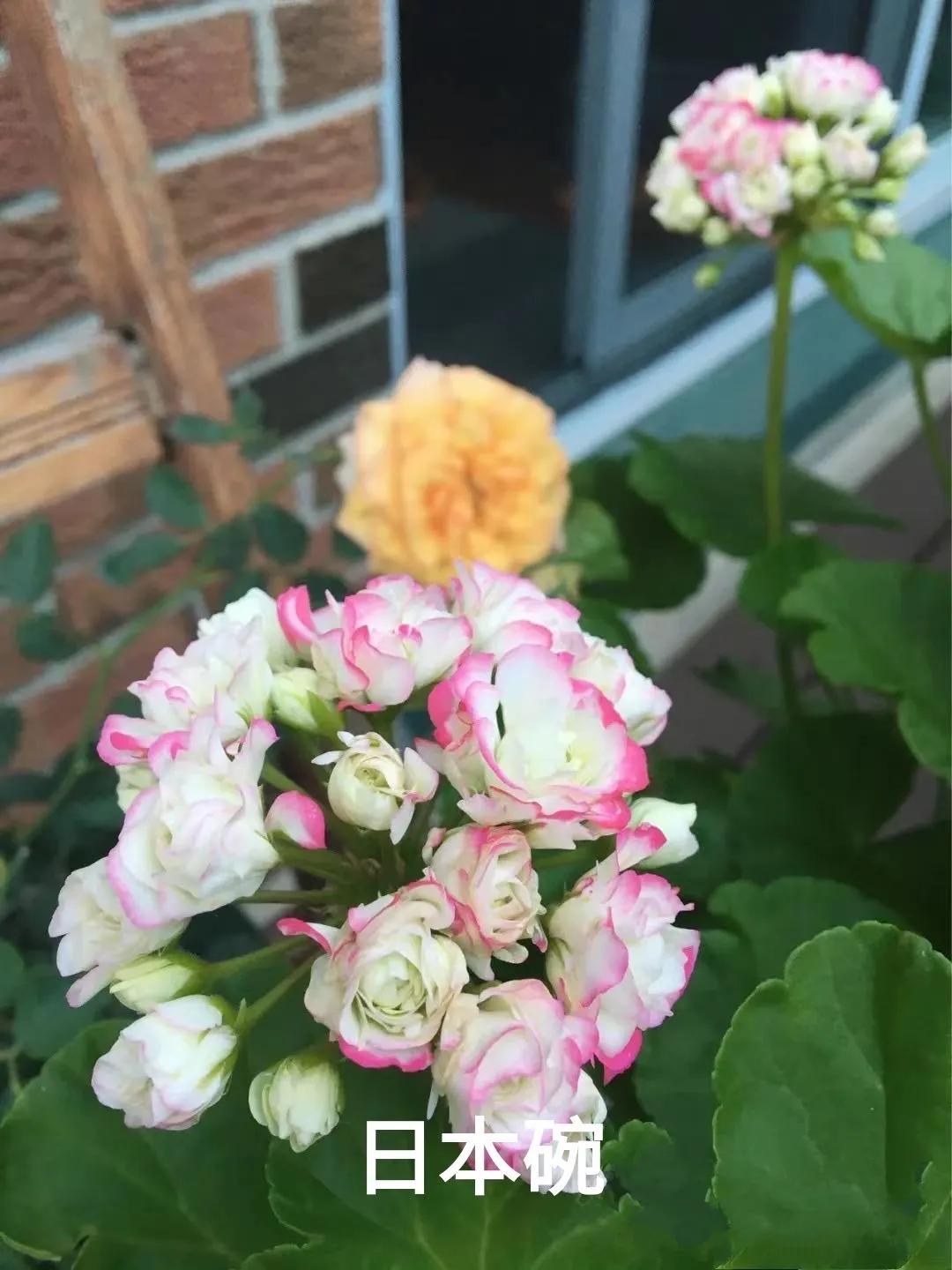 垂吊天竺葵哪些品种容易爆花,天竺葵羊宝和糖果双色哪个更爆花