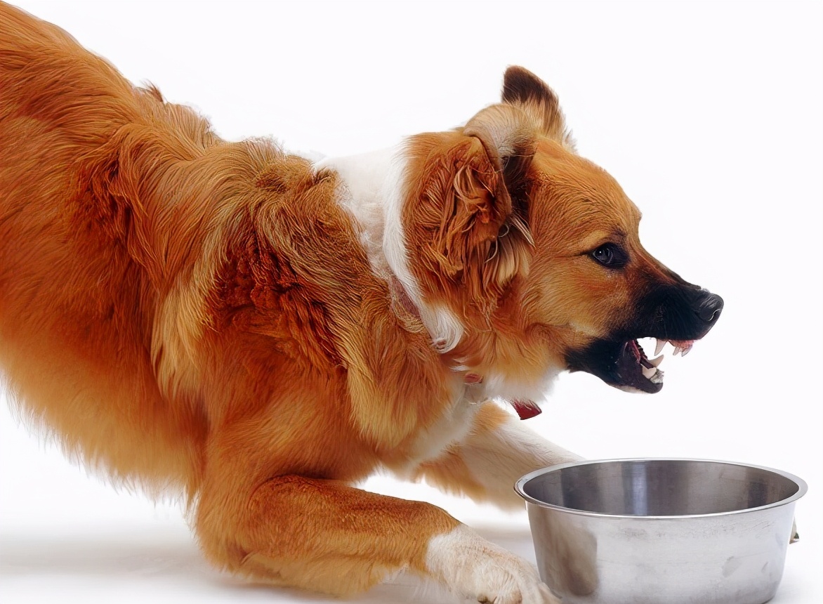 狗狗一天遛几遍为好不拉屎,狗一般一天遛狗几次