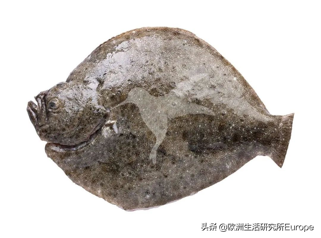 西班牙超市最全的鱼类挑选指南！据说这种山寨鱼对人体大大有害？